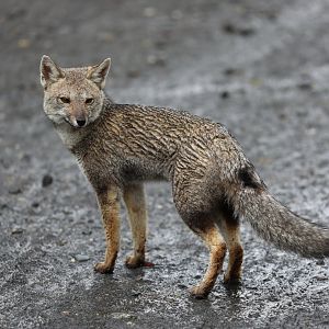 South American gray fox (Lycalopex griseus)