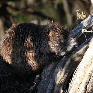 nutria (Myocastor coypus)