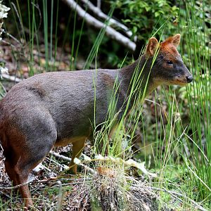 southern pudu (Pudu puda)