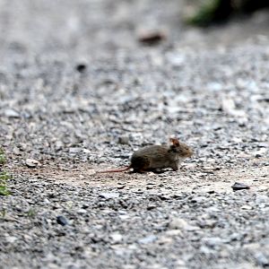 olive grass mouse (Abrothrix olivacea)