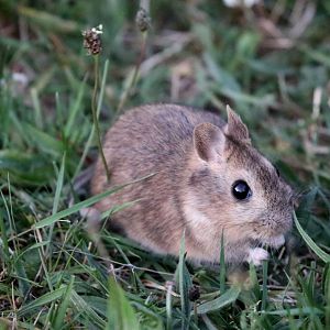 bunny rat (Reithrodon auritus)