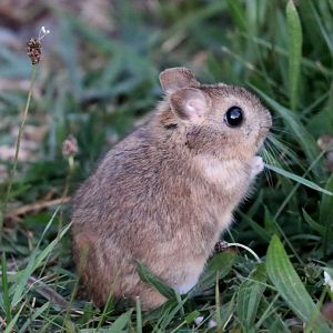 bunny rat (Reithrodon auritus)