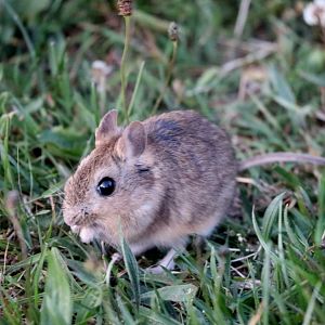bunny rat (Reithrodon auritus)