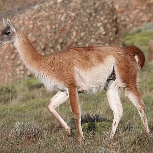 guanaco (Lama guanicoe)