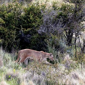 Puma (Puma concolor) w/ cub