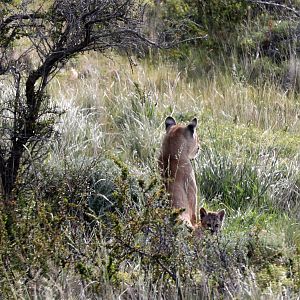 Puma (Puma concolor) w/ cub