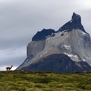 guanaco (Lama guanicoe)