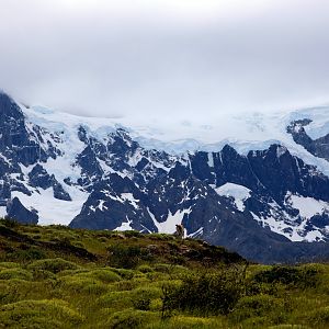guanaco (Lama guanicoe)