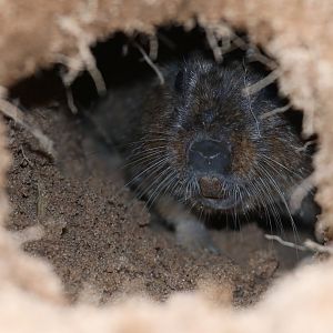 Lami tuco-tuco (Ctenomys lami)