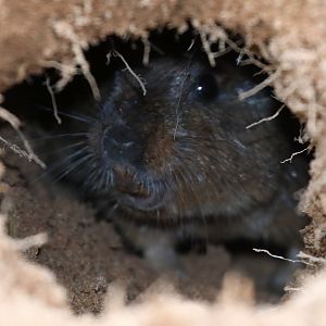 Lami tuco-tuco (Ctenomys lami)