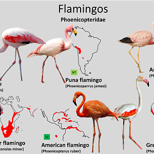 Flamingo distribution maps