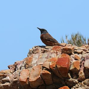 Cape rock thrush (Monticola rupestris), male
