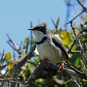 Bar-throated Apalis (Apalis thoracica)