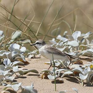 White-fronted Plover (Charadrius marginatus arenaceus)