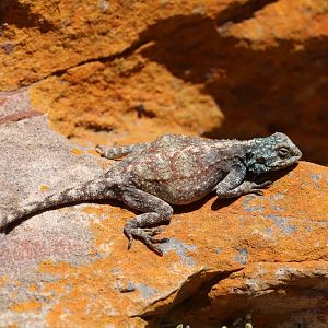 Southern rock agama (Agama atra)