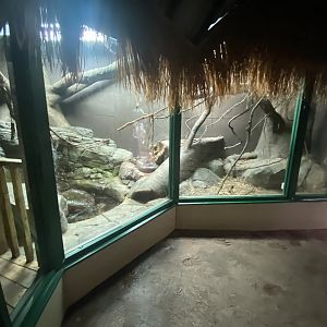 Crocodile Swamp - Reticulated python exhibit 201121