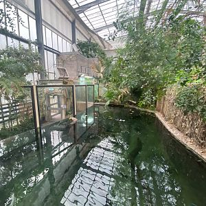 Crocodile Swamp - Saltwater crocodile exhibit 201121