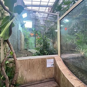 Crocodile Swamp - Saltwater crocodile exhibit 201121