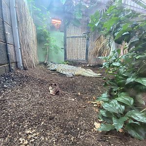 Crocodile Swamp - Saltwater crocodile 201121