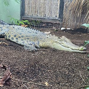 Crocodile Swamp - Saltwater crocodile 201121