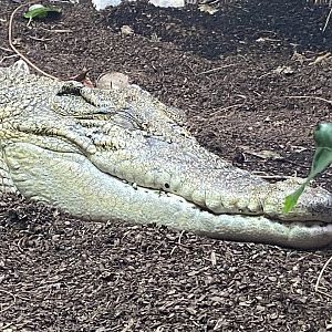 Crocodile Swamp - Saltwater crocodile 201121