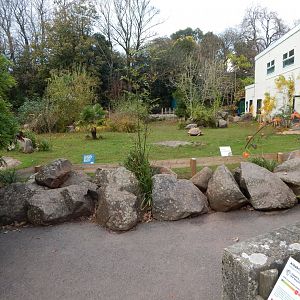 Aldabra giant tortoise exhibit 201121