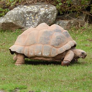 Aldabra giant tortoise 201121