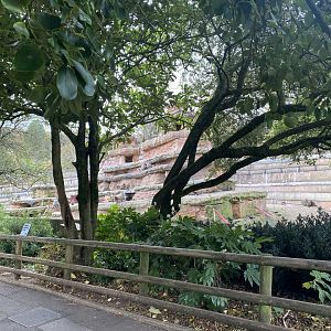 Hamadryas baboon exhibit 201121