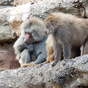 Hamadryas baboons 201121