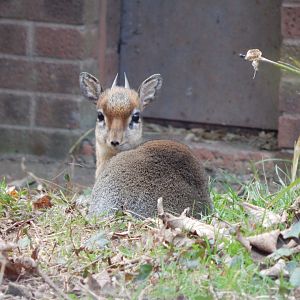 Kirk's dikdik 201121