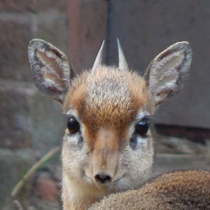 Kirk's dikdik 201121