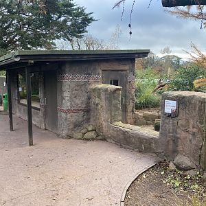 Meerkat exhibit 201121