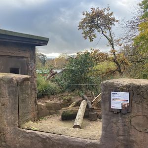 Meerkat exhibit 201121