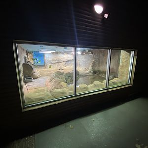 Aldabra giant tortoise indoors 201121