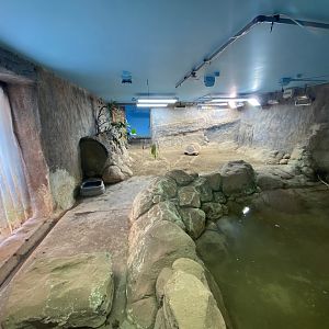 Aldabra giant tortoise exhibit 201121