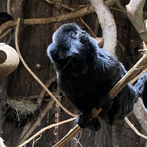 Monkey Heights - Goeldi's monkey 201121