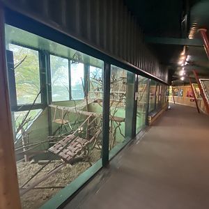 Monkey Heights - Cherry-crowned mangabey exhibit 201121