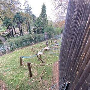 Monkey Heights - Cherry-crowned mangabey exhibit 201121