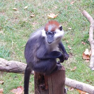 Monkey Heights - Cherry-crowned mangabey 201121