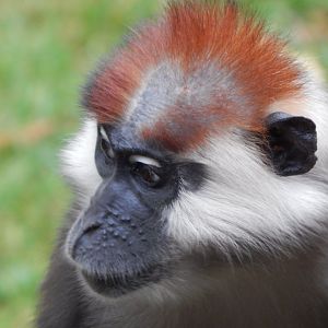Monkey Heights - Cherry-crowned mangabey 201121