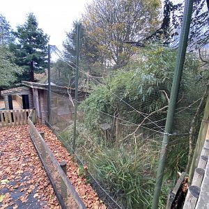 Monkey Heights - Pied tamarin exhibit 201121