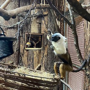 Monkey Heights - Pied tamarin 201121