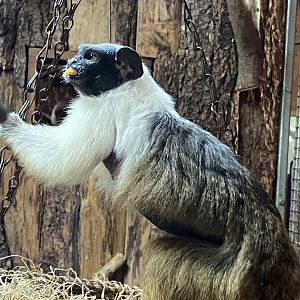 Monkey Heights - Pied tamarin 201121