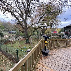 Monkey Heights - Diana monkey exhibit 201121