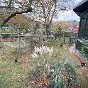 Monkey Heights - Diana monkey exhibit 201121
