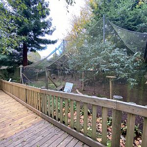 Monkey Heights - Azara's agouti and Common squirrel monkey exhibit 201121