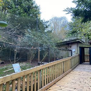 Monkey Heights - Azara's agouti and Common squirrel monkey exhibit 201121