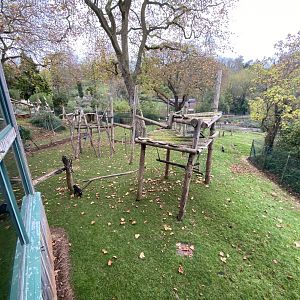 Monkey Heights - Sulawesi crested black macaque exhibit 201121