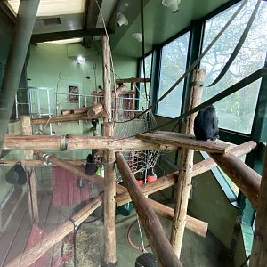 Monkey Heights - Sulawesi crested black macaque exhibit 201121