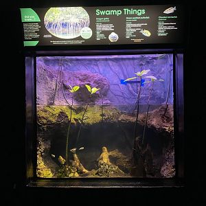 Former Suriname Toad Exhibit